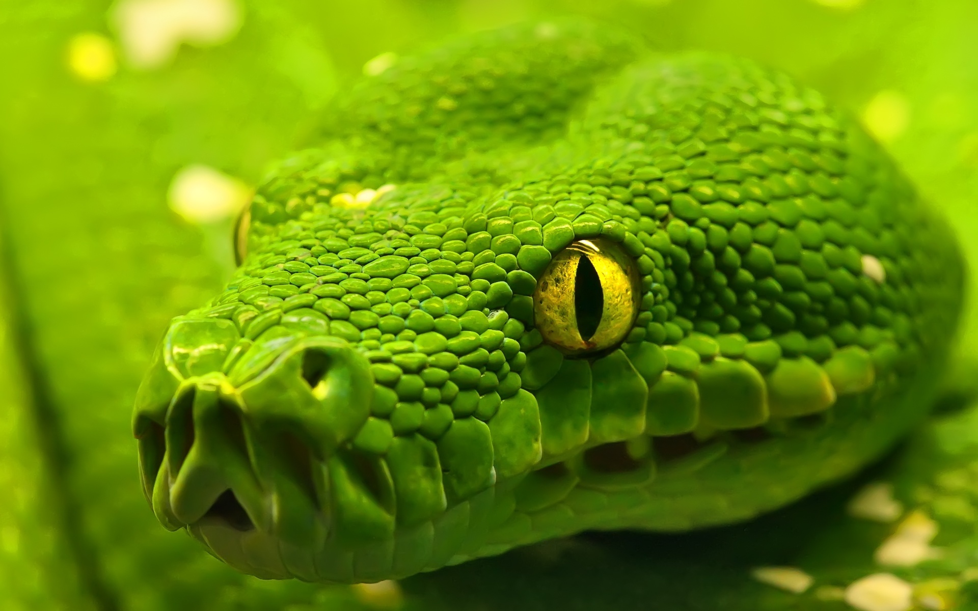 Green Anaconda637293108